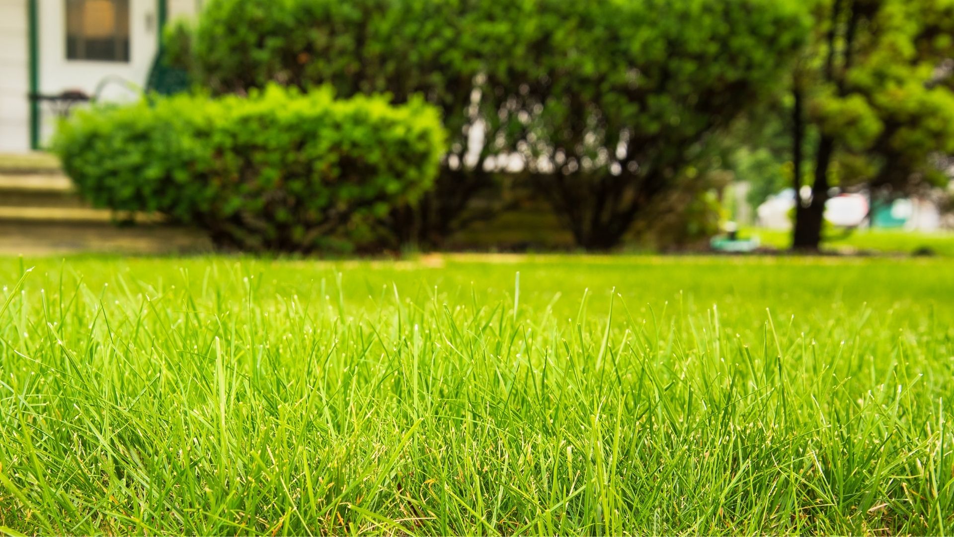 How Gypsum Treatments Improve Lawn Soil Structure